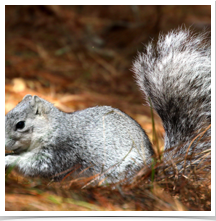 Delmarva Fox Squirrel - Eating